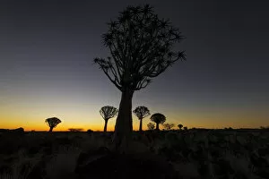 Images Dated 16th December 2009: Silhouetted Quiver Tree Forest at Dusk, Keetmanshoop, Namibia