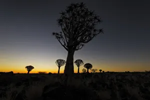 Images Dated 16th December 2009: Silhouetted Quiver Tree Forest at Dusk, Keetmanshoop, Namibia