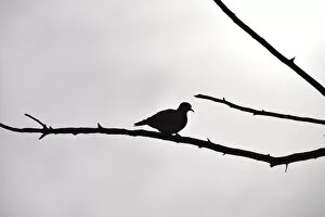 Images Dated 14th April 2017: Silhouetted Ring-necked dove on branch against overcast grey sky, Pilanesberg National Park