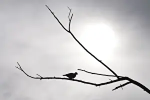 Blank Prints: Silhouetted Ring-necked dove on branch against overcast grey sky