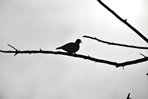Blank Prints: Silhouetted Ring-necked dove on branch against overcast grey sky