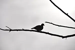 Blank Prints: Silhouetted Ring-necked dove on branch against overcast grey sky