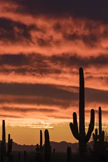 Silhouetted Saguaro cactus (Carnegiea gigantea) against sunset sky, Arizona, USA