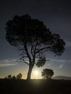 Images Dated 26th December 2015: Silhouettes of two trees on the mountain with full moon