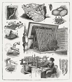 Working Collection: Silk production, wood engraving, published in 1877