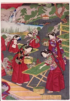 Silk Worm Culture