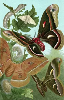 Silk Worm & Moths/Closeup Illustration
