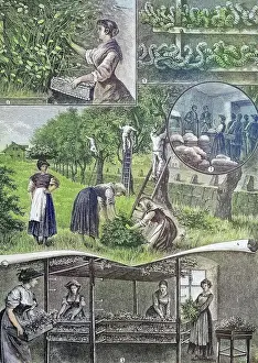 Restoration Prints: Silkworm breeding in Friuli, Italy