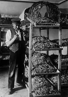 Silkworm Prints: Silkworm Farm