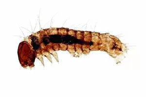 Images Dated 23rd January 2013: Silkworm, larva or caterpillar of the Domesticated Silkmoth -Bombyx mori-, young, thin section
