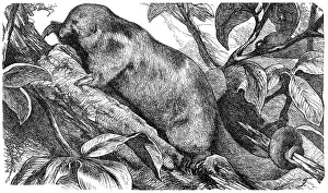 Sketch Prints: Silky anteater, pygmy anteater (Cyclopes didactylus)