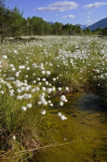 Silted bog pond with flowering Hare s-tail Cottongrass, Tussock Cottongrass or Sheathed Cottonsedge -Eriophorum
