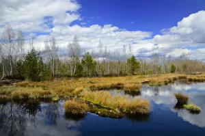 Images Dated 12th April 2012: Silted peat bog with birch grove and rushes, Stammbeckenmoor near Raubling, Alpine Uplands