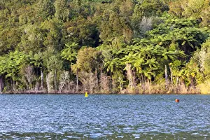 Cyatheales Prints: Silver Ferns -Cyathea dealbata- on the shores of Lake Tikitapu