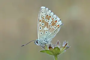 Prints of animals, bavarian, bayern, body of water, butterflies, butterfly, chalkhill blue, chalkhill blues, conservation area, deserted, diurnal butterflies, diurnal butterfly, europe's, fauna, frg, german Friedhelm Adam Nature Photography Prints: Silver-green blue (Lysandra coridon) Underside Other animals