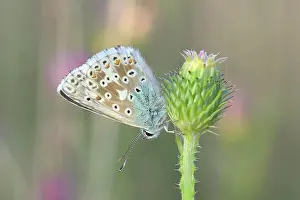 Prints of animals, bavarian, bayern, body of water, butterflies, butterfly, chalkhill blue, chalkhill blues, conservation area, deserted, diurnal butterflies, diurnal butterfly, europe's, fauna, frg, german Friedhelm Adam Nature Photography Prints: Silver-green blue (Lysandra coridon) Underside Other animals