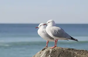 Headed Prints: Silver gulls (Larus novaehollandiae), Australia