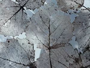 Images Dated 3rd September 2011: Silver lace aspen leaves