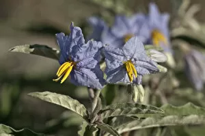 Silver-leaved Nightshade or Silverleaf nightshade -Solanum elaeagnifolium-, single flowers, Makrigialos, Greece, Europe