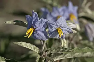 Dried Up Prints: Silver-leaved Nightshade or Silverleaf nightshade -Solanum elaeagnifolium