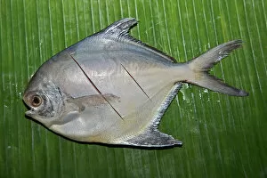Food Gallery: Silver pomfret fish on a banana leaf