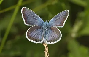 Upper Part Prints: Silver-studded Blue -Plebejus argus-, Neresheim, Baden-Wurttemberg, Germany
