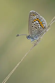 Chiffon Prints: Silver-studded Blue (Plebejus argus)
