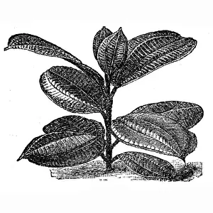 Silver Colored Prints: Silver Tree (Pilea spruceana)