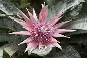 Images Dated 30th July 2014: Silver Vase, Urn Plant -Aechmea fasciata-, native to Brazil