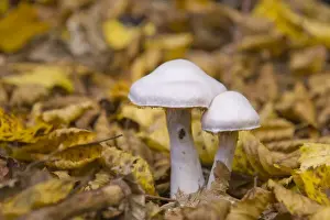 Basidiomycetes Prints: Silver-violet Webcap (Cortinarius alboviolaceus)