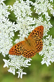 Images Dated 15th August 2013: Silver-washed Fritillary -Argynnis paphia- perched on a Chervil plant -Anthriscus-, Kanton Zug