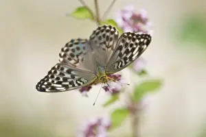 Fritillary Prints: Silver-washed Fritillary -Argynnis paphia f valesina