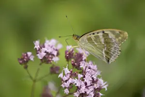 Silver-washed fritillary -Argynnis paphia f valesina-, female, green-gray form, Thuringia, Germany
