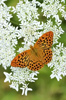 Silver-washed Fritillary -Argynnis paphia- perched on a Chervil plant -Anthriscus-, Kanton Zug, Switzerland