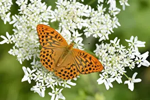 Anthriscus Prints: Silver-washed Fritillary -Argynnis paphia- perched on a Chervil plant -Anthriscus