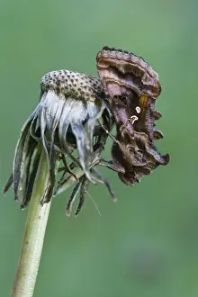 Pterygota Prints: Silver Y moth (Autographa gamma)
