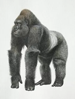 Mammals Gallery: Silverback Mountain Gorilla, side view
