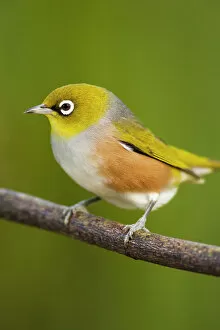 Beautiful Bird Species Gallery: Silvereye on branch