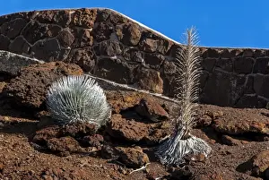 Compositae Prints: Silversword -Argyroxiphium sandwicense- plants growing in the Haleakala crater
