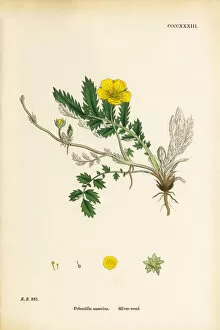 Images Dated 20th September 2017: Silverweed, Potentilla anserina, Victorian Botanical Illustration, 1863