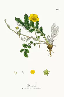 Images Dated 23rd October 2017: Silverweed, Potentilla anserina, Victorian Botanical Illustration, 1863