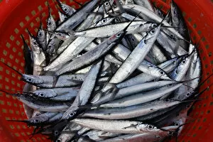 Images Dated 6th September 2014: Silvery fish, Garfish -Belone belone-, in a plastic basket, Bloody Bay, Trinidad and Tobago