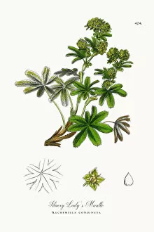 Images Dated 23rd October 2017: Silvery Ladyas Mantle, Alchemilla conjuncta, Victorian Botanical Illustration, 1863