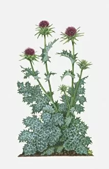 Plant Stem Gallery: Silybum marianum (Milk Thistle) with purple flowers and spiked green and white leaves on tall stems