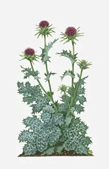 Plant Stem Prints: Silybum marianum (Milk Thistle) with purple flowers and spiked green and white leaves on tall stems