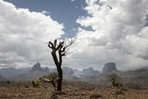 One Tree Prints: Simien Mountains National Park, Ras Dashen, Ethiopia