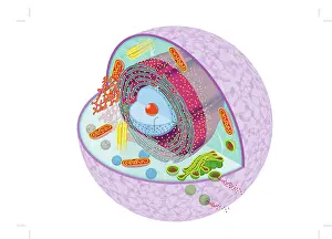 Prints of Dorling Kindersley Prints Unlock the world's wonders with Dorling Kindersley's captivating illustrations – where knowledge meets artistry in every stroke: Simple cell