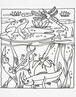 Medium Group Of Animals Gallery: Simple line drawing of pond life