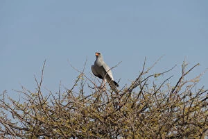 Diurnal Bird Of Prey Gallery: Singhabicht -Dark Chanting Goshawk- sitting on camel thorn, Etosha National Park, Namibia
