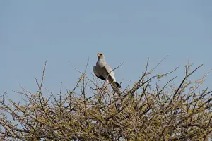 Camel Thorn Prints: Singhabicht -Dark Chanting Goshawk- sitting on camel thorn, Etosha National Park, Namibia